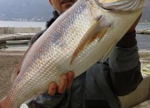 Mišo Vukašinović - zubatac 6,8kg